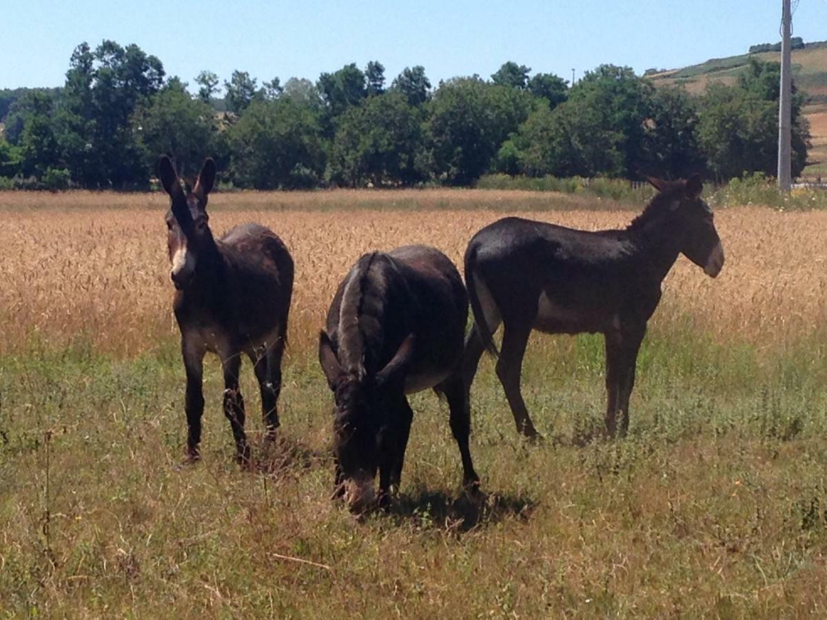 הוילה Le Pioppe Don Carlo Agriturismo Di Charme Bio מראה חיצוני תמונה